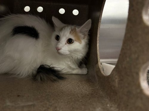GABBIE IN THE BARN - Domestic Long Hair available for adoption