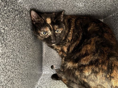 LULU IN THE BARN - Domestic Short Hair available for adoption