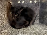 BAT CAT IN THE BARN - Photo 1
