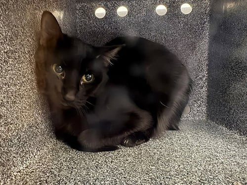 BAT CAT IN THE BARN - Domestic Short Hair available for adoption