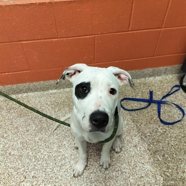 PETEY Image
