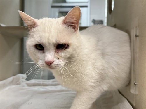 MASON - Domestic Short Hair for adoption in Pueblo