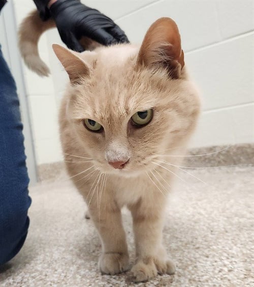 PAW - Domestic Short Hair for adoption in Colorado Springs
