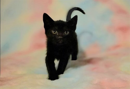 PHOENIX - Domestic Short Hair available for adoption