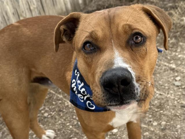 HARLAN - Pit Bull Terrier / Australian Cattle Dog/Blue Heeler available for adoption