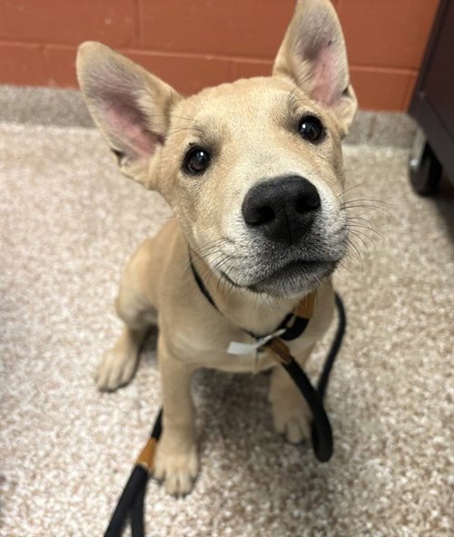 DAKOTA - Belgian Shepherd Malinois available for adoption
