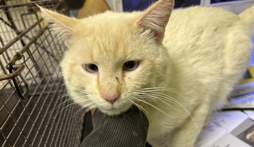 HELIODOR - Siamese available for adoption