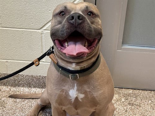 HERCULES - Pit Bull Terrier for adoption in Pueblo