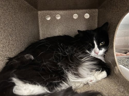 TUXIE IN THE BARN - Domestic Long Hair available for adoption