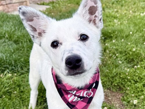 REGINA - Border Collie for adoption in Colorado Springs