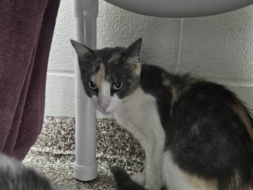 PUMPKIN - Domestic Short Hair for adoption in Pueblo