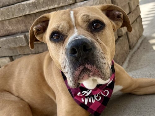 LUCILLE - Boxer / Pit Bull Terrier available for adoption