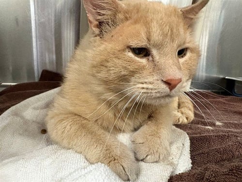 ROLLIE POLLIE OLLIE - Domestic Short Hair available for adoption