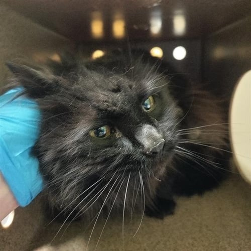 ALPHONSO - Domestic Long Hair for adoption in Colorado Springs
