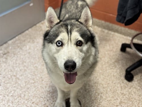 HUTCH - Siberian Husky available for adoption