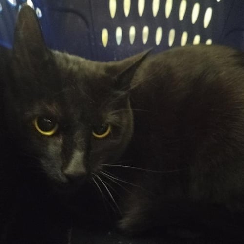 KUJO - Domestic Short Hair for adoption in Colorado Springs