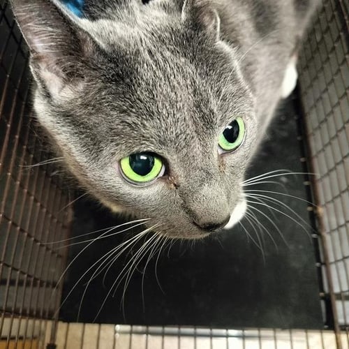 SMOKEY FAIRY - Domestic Short Hair available for adoption