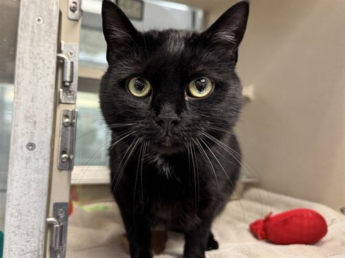 DENISE - Domestic Short Hair available for adoption