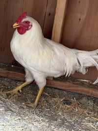 GOOSE - Photo 1