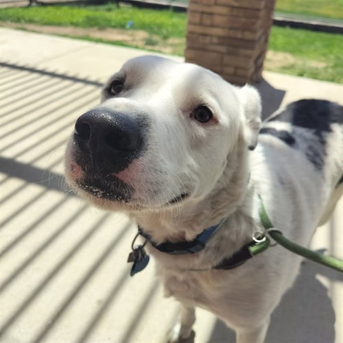 KNOX - Labrador Retriever available for adoption