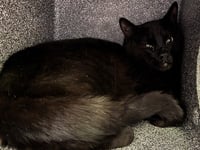 BROWNIE IN THE BARN - Photo 1