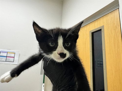 GIMME GIMME GIMME - Domestic Short Hair available for adoption