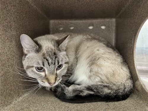 SNOWY IN THE BARN - Domestic Short Hair available for adoption