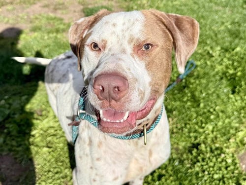 ROUX - English Pointer available for adoption