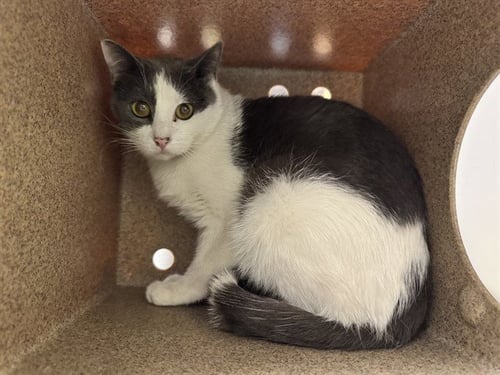 MADAME IN THE BARN - Domestic Short Hair available for adoption