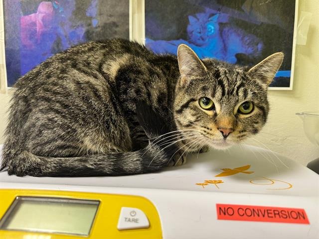 SERA - Domestic Short Hair available for adoption