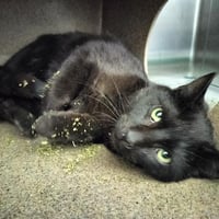 PABLO - Photo 1
