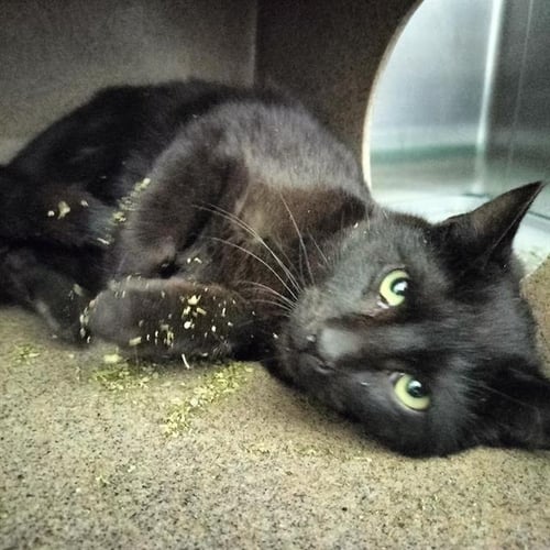 PABLO - Domestic Short Hair available for adoption