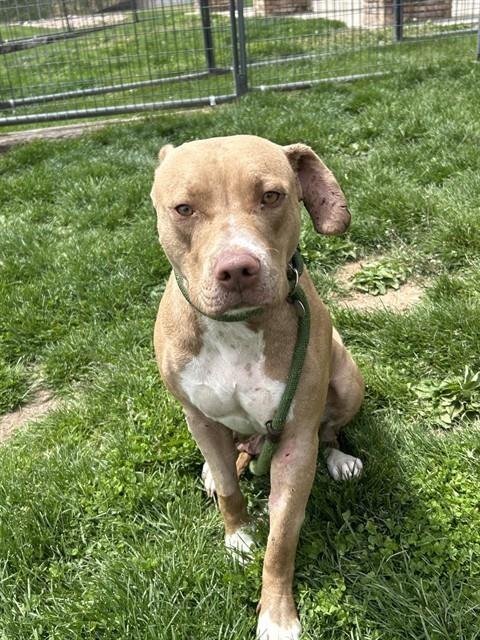 GEORGIA - Pit Bull Terrier available for adoption