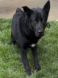 SERGEANT - Photo 1