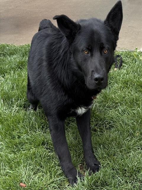SERGEANT - German Shepherd Dog available for adoption