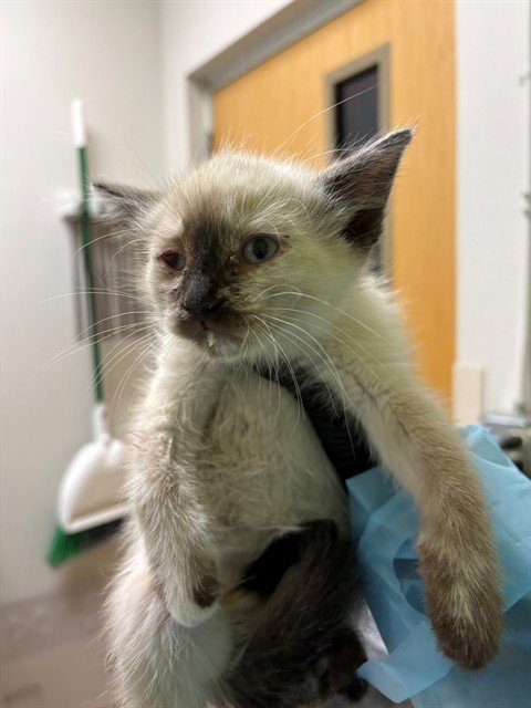 AMETHYST - Domestic Short Hair available for adoption