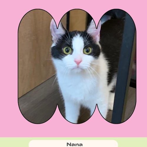 NANA - Domestic Short Hair available for adoption