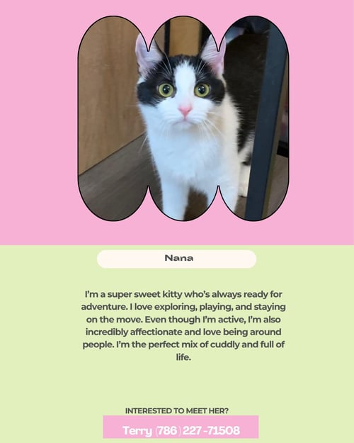 NANA - Domestic Short Hair available for adoption