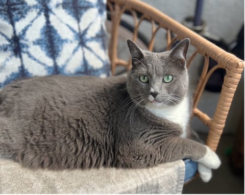 PHOEBE - Domestic Medium Hair for adoption in Miami