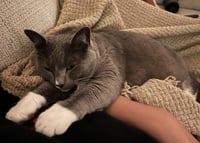 Phoebe - Photo 2