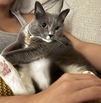 Phoebe - Photo 4