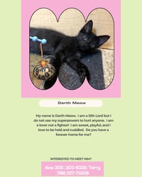 Darth Meow - Photo 2