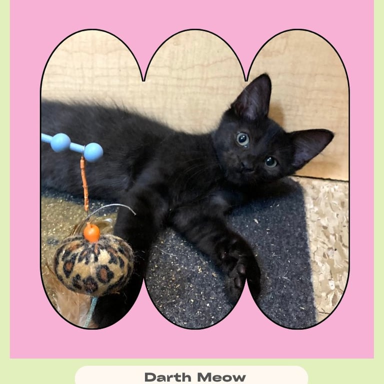 Darth Meow Image