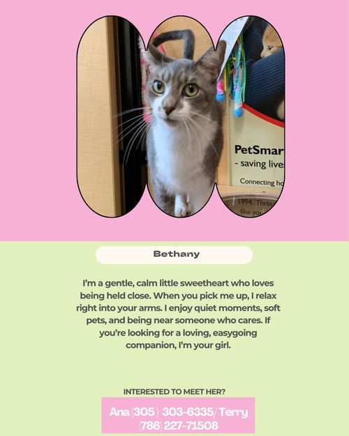 BETHANY - Domestic Short Hair available for adoption