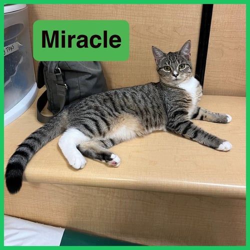 MIRACLE - Domestic Short Hair available for adoption