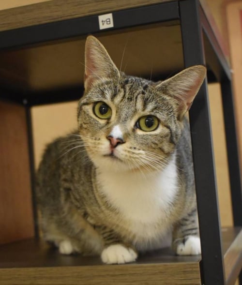 MIRACLE - Domestic Short Hair available for adoption