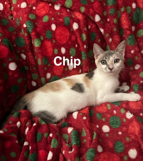 CHIP - Domestic Short Hair for adoption in Miami