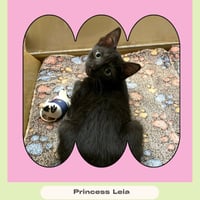 Princess Leia - Photo 2