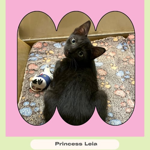 PRINCESS LEIA - Domestic Short Hair available for adoption