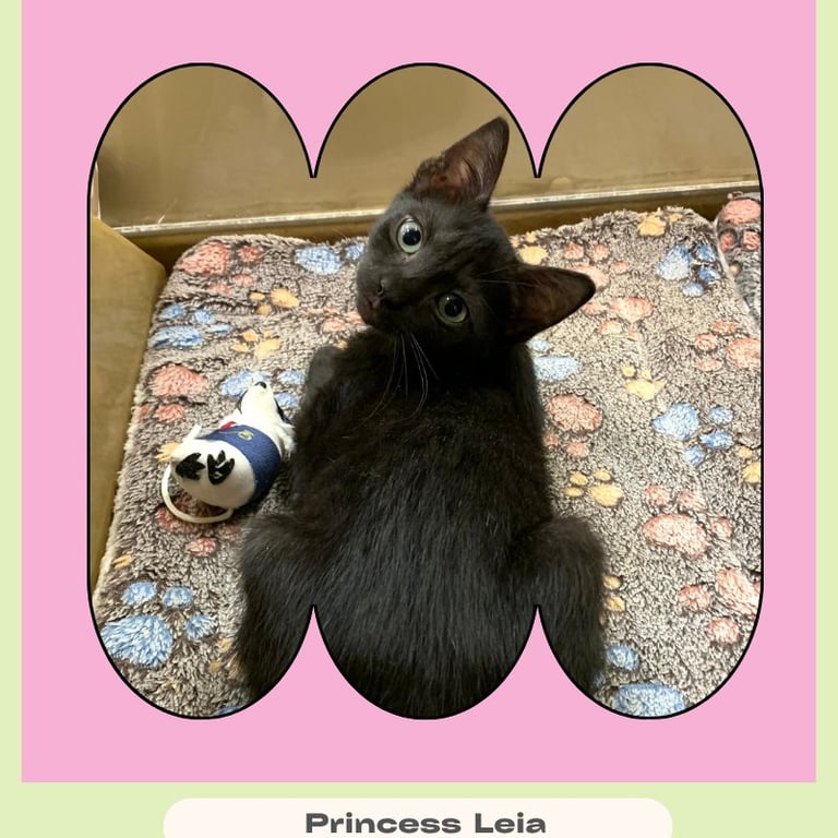 Princess Leia Image